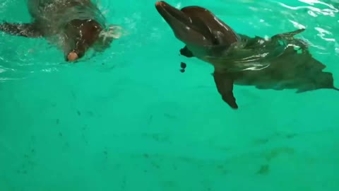 Cute dolphin