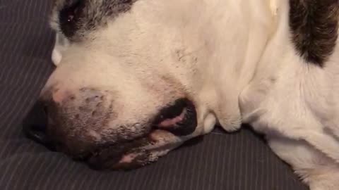 This dog is definitely dreaming of squirrels, tennis balls and treats