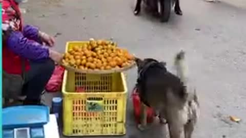 Dog Travels To The Market Every Day