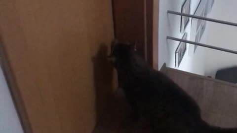 Cat makes itself known and asks to be let in