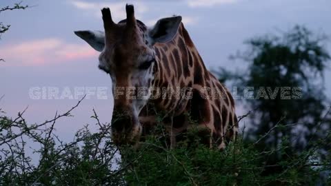 Giraffe is Feeding On Leaves