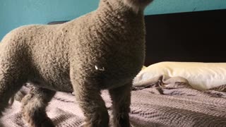 Pet Sheep Occupies Hotel Room