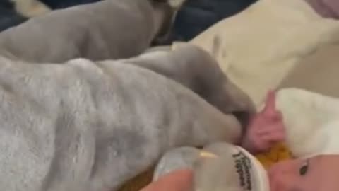 Loving husky gently tucks in newborn baby