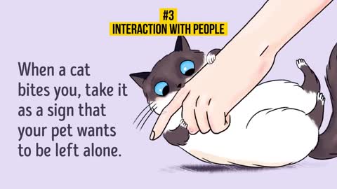 HOW TO UNDERSTAND YOUR CAT IN A BETTER WAY!