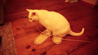 Cat knows the charm of slippers