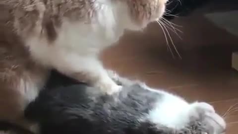 Cat Making Masaj to Another