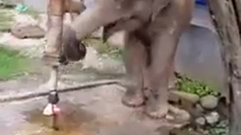 Thirsty elephant using tap to fetch water!amazing skills