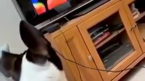 dog got scared watching tv