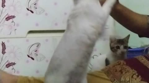 Rabbit Doing Tricks