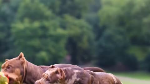 Most Handsome Dog Viral Dog Video