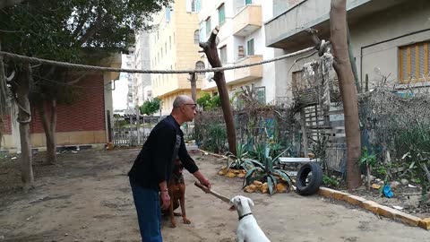 See the most beautiful jumps for dogs Bella and Rock