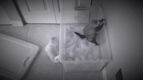 Ferrets playing in rice