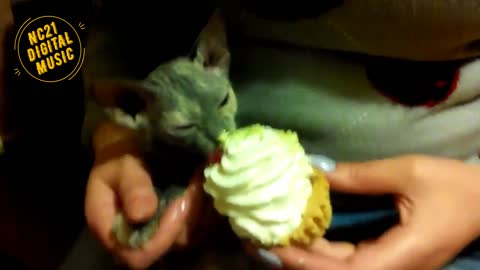 Funny Videos of Dogs, Cats and other animals - Green Cat Eating Ice Cream