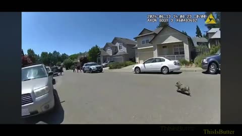 Bodycam vid shows officers chasing fast pig through streets of Northern California town