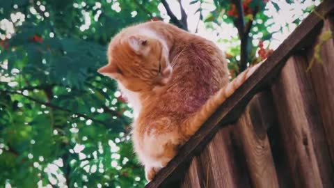 Licking the very cute kitten