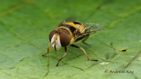 Hoverfly from Ecuador grooming itself