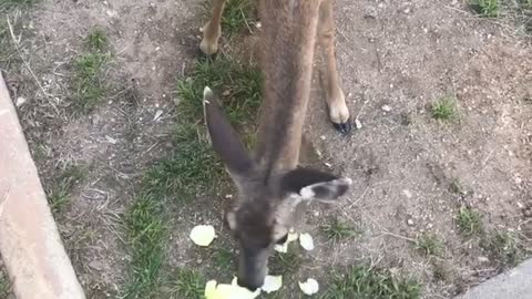Deers in the yard