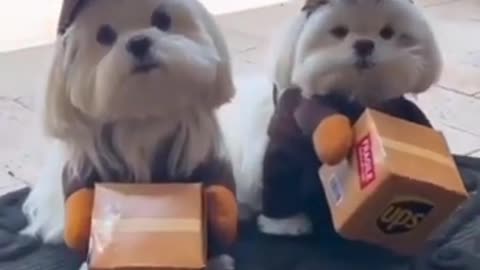 mascotas de tamaño pequeño