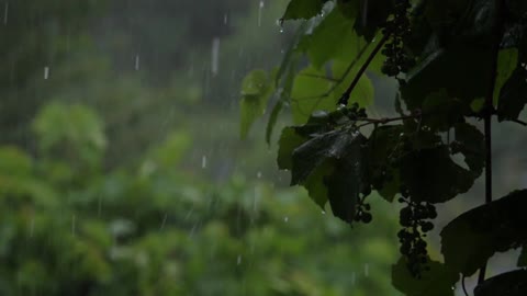 Rainfall Soothing Music