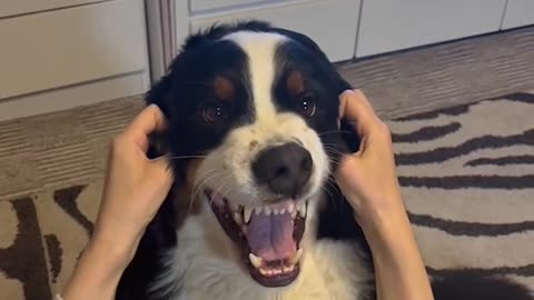 Dog Makes Funny Faces When His Cheeks Get Rubbed