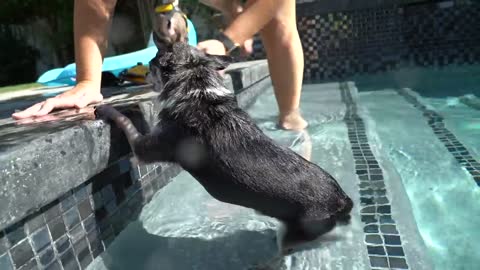 Teaching My Dogs How To Swim - Pool Fun