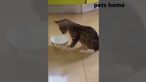 funniest animal videos tha will 100% make you laugh