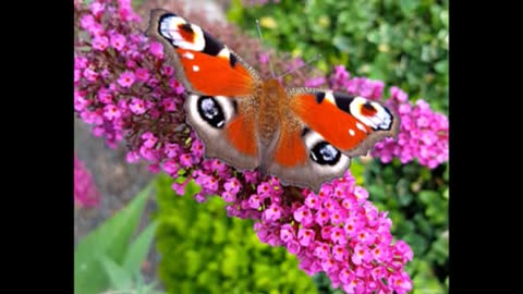 The butterfly Life Cycle Stages