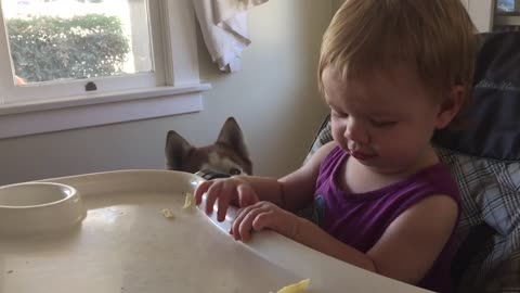 Baby loves to feed scraps to dog