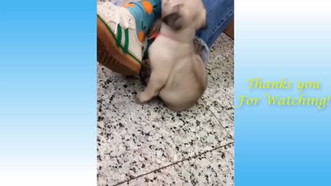 Funny and Cute Kitten and Puppy Compilation Videos