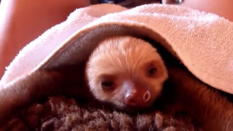 Baby Sloths living the big life