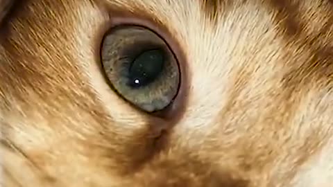 lovely Cat in the camera