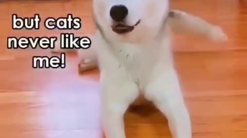 Viral Huskies