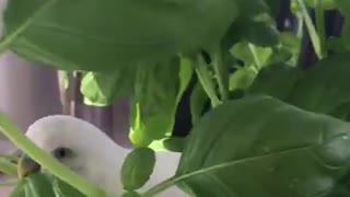 Budgie Playing Around In a Plant