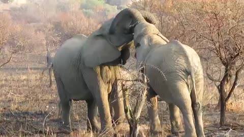 Two Elephants kissing 💋 #shorts