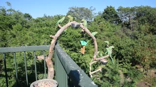 African Ringneck birds sharing food