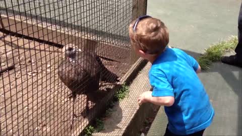 Turkey Judges Kid Doing Strange Dance And Saying "Gobble Gobble"