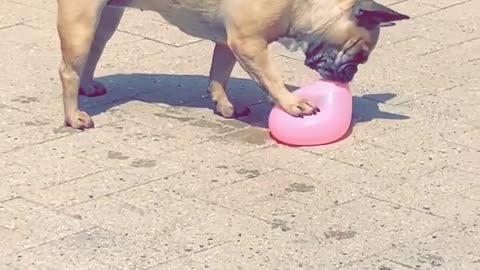 French Bulldog Bailey loves balloons filled with water in her paddling pool ❤