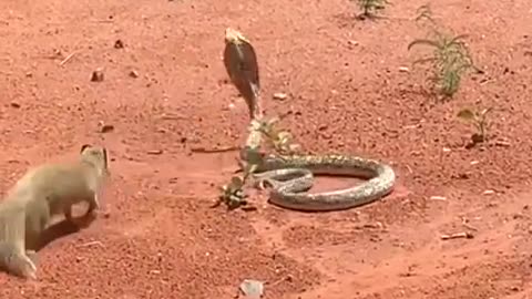 The real fight of snakes and mongoose