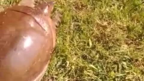 World's Fastest turtle🐢| Turtles speed run to ....Funny video.