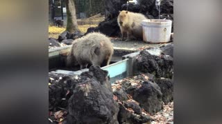 Capybaras enjoy hot spring. The keeper lectures about “capybaras and water”.