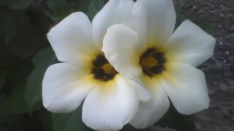 2 flowers sida practically twins, a bee pollinates one of them, just beautiful! [Nature & Animals]