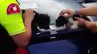 Two Dogs Rescued by Stranger from a Hot Car