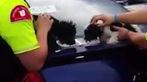 Two Dogs Rescued by Stranger from a Hot Car