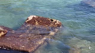 A Little Sea Turtle Trying to get on a Rock 2