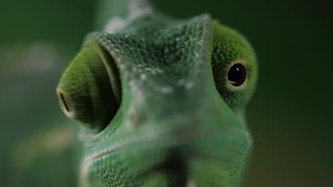 Chameleon moving its eyes one per time, closeup