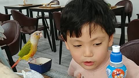 Nut Eating Parrot