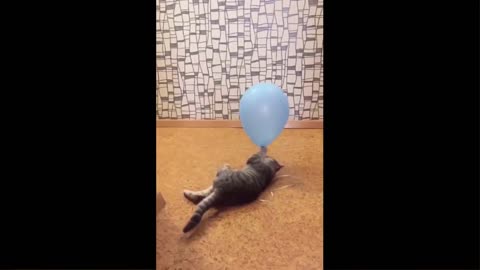 Cat Reaction to Playing Balloon - Funny Cat Toy Reaction Compilation