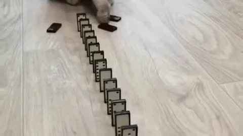 Domino Cat! Cute Cats!! Funny Cats #Shorts