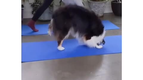 Cute Dog performing Yoga with Owner