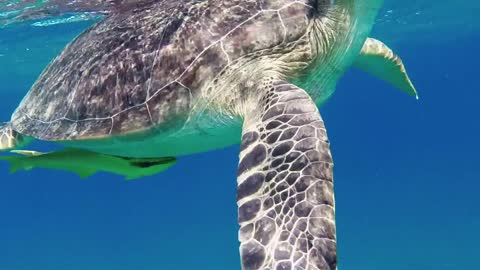 Marine life with sea turtle, animal swimming in tropical ocean